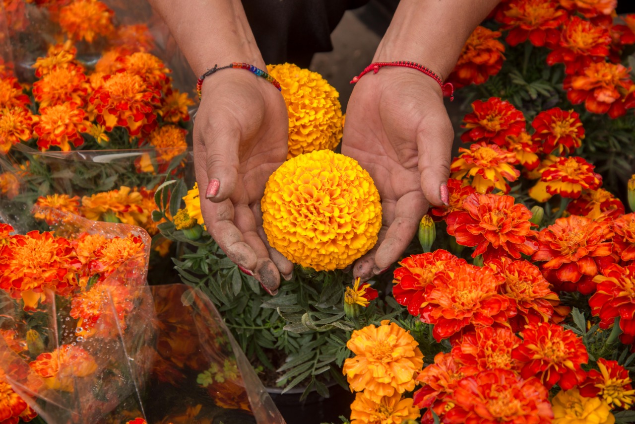 Sabías que la Flor de Cempasúchil tiene aplicaciones medicinales? -  Culinary Art School